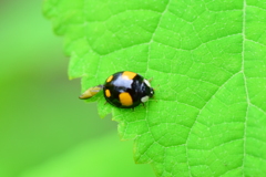 テントウ虫さん　４