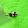 テントウ虫さん　４