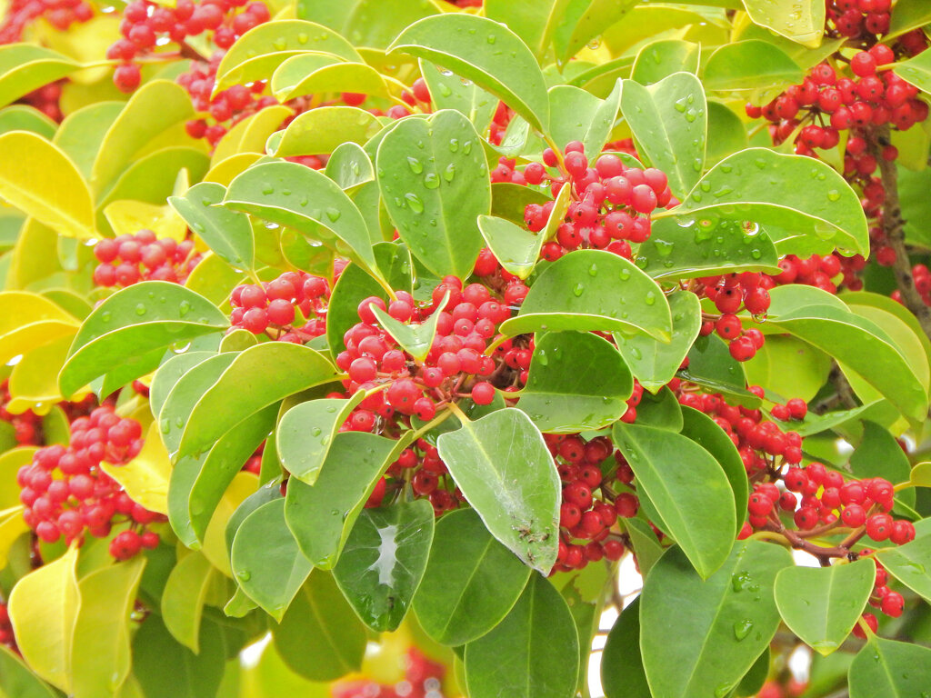 雨上がりのクロガネモチ　２