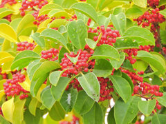 雨上がりのクロガネモチ　２