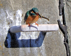 翡翠さんの獲物はなんだっぺぇ？　1/2