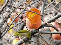 柿喰う　メジロさん　７