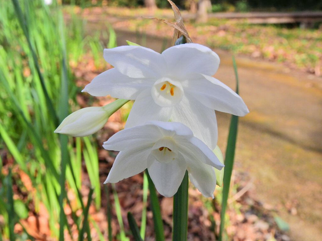里山で水仙　１