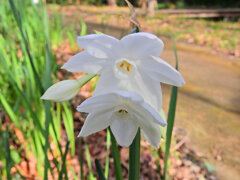 里山で水仙　１
