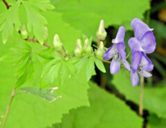 里山でヤマトリカブト　２