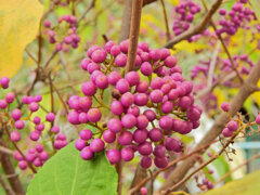 ムラサキシキブ(紫式部)　３