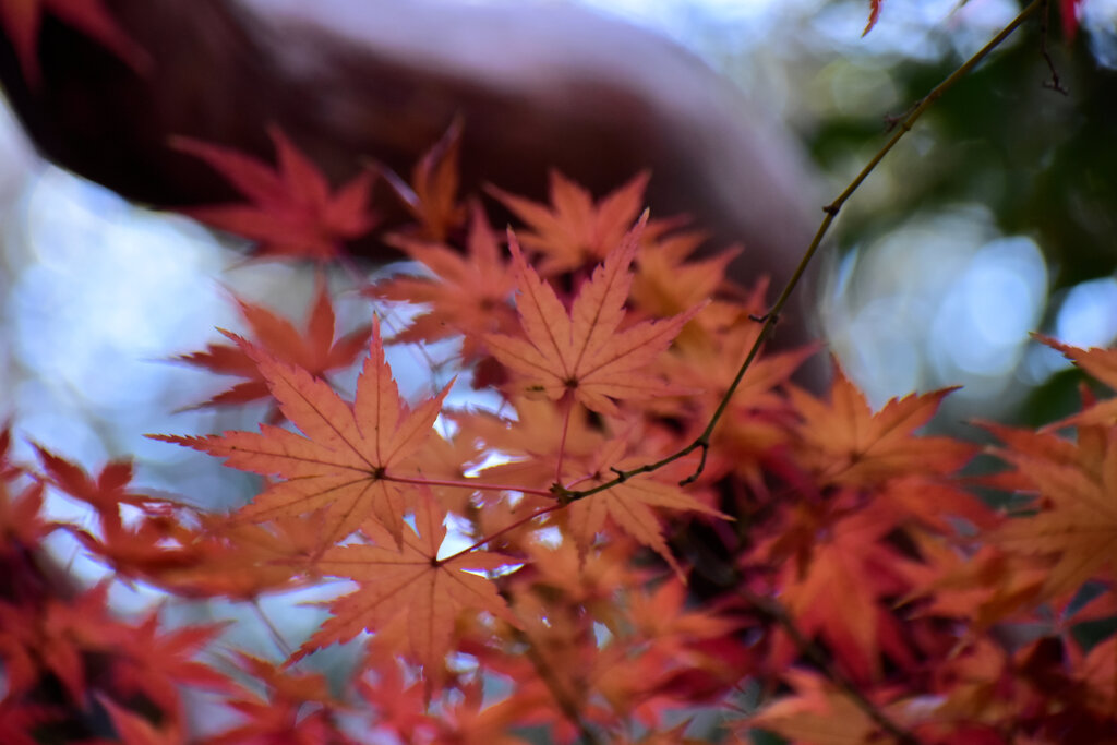 紅葉　在庫処分　８