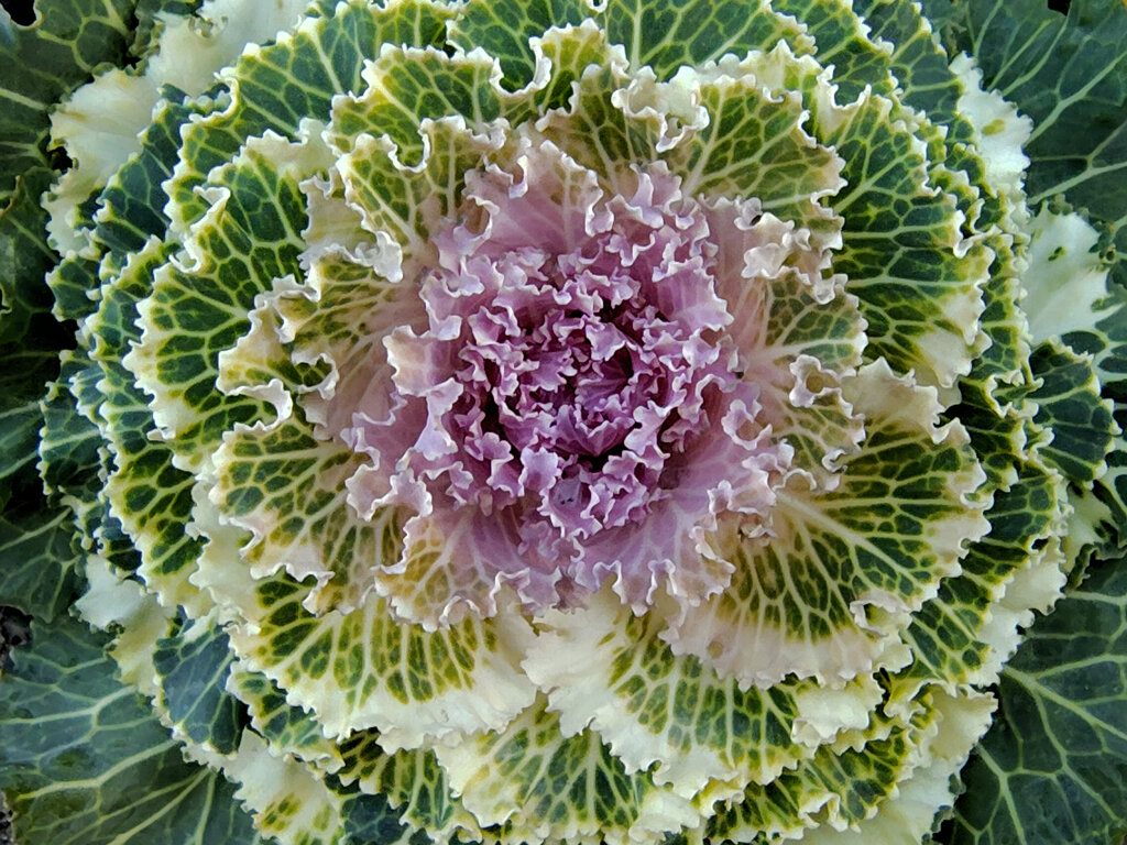 「葉ボタン」２