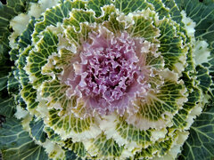 「葉ボタン」２