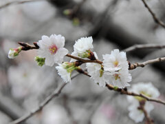 四季桜　１
