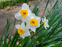 里山で水仙　５