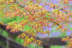 春紅葉　５