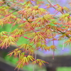 春紅葉　５
