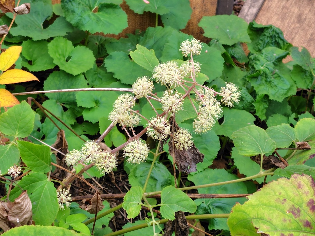 独活 （うど）花　１　