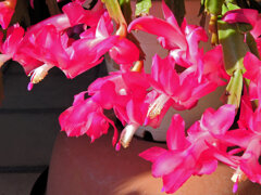 蝦蛄葉サボテン (しゃこばサボテン)2