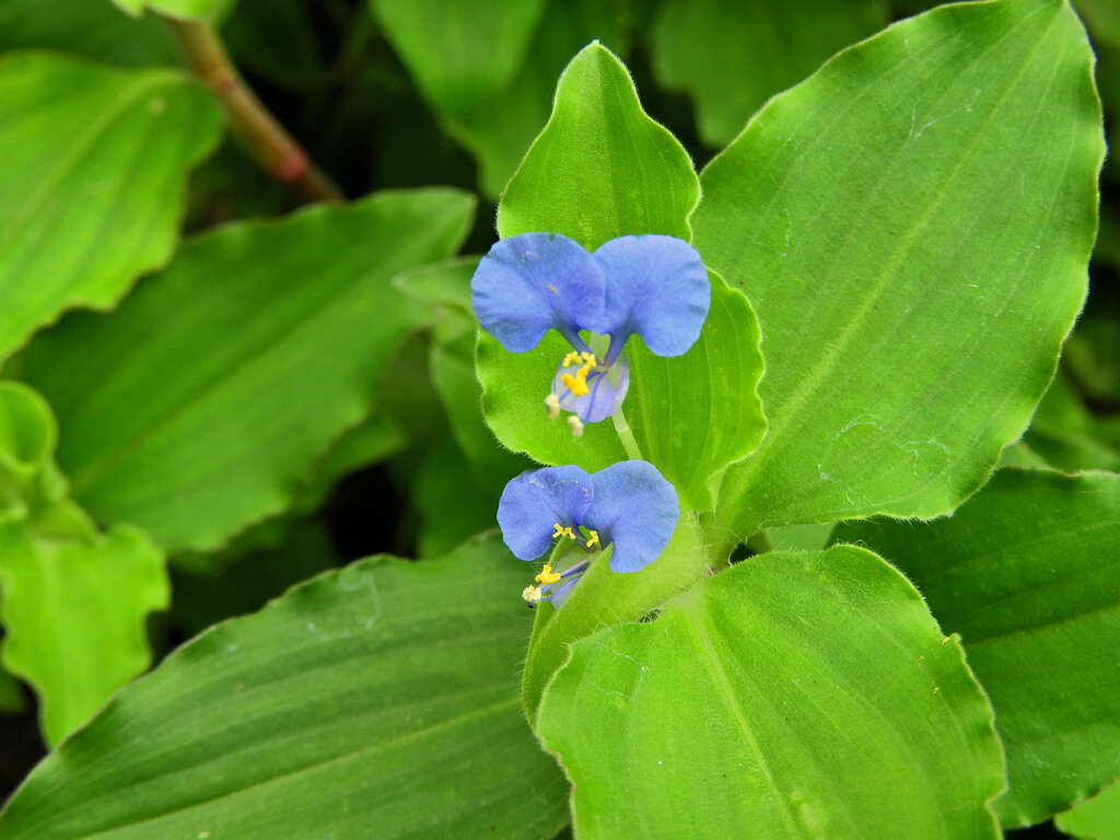 丸葉露草　（マルバツユクサ ）１