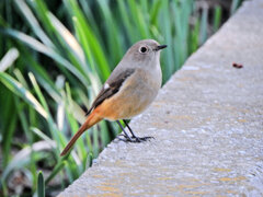 久々の　ジョビ子さん　９
