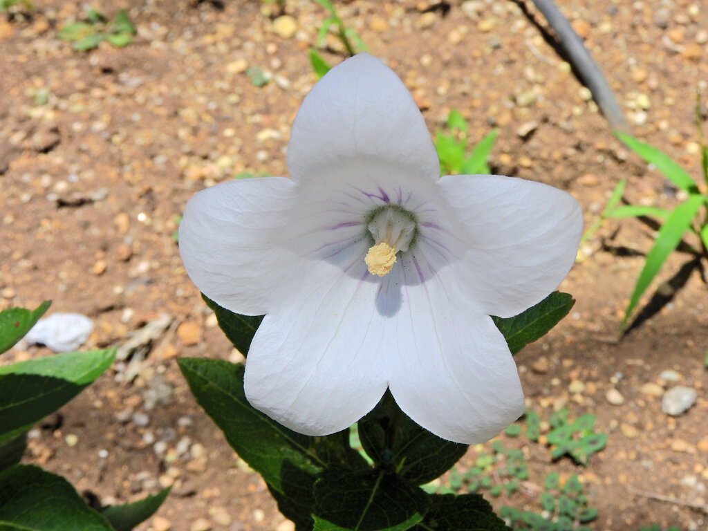 桔梗　白花　２
