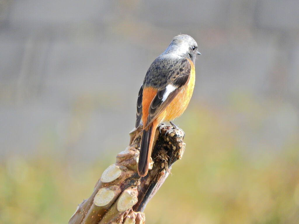 ジョビ男　と遊んだ　１０