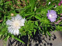 ストケシア   瑠璃菊（るりぎく）３