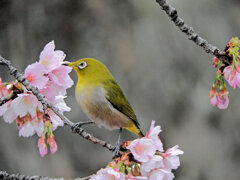 大寒桜（オオカンザクラ）にメジロ　７