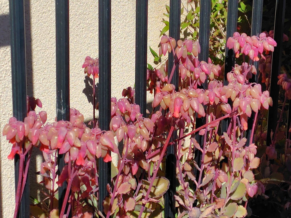 カランコエ　胡蝶の舞　（多肉植物）４