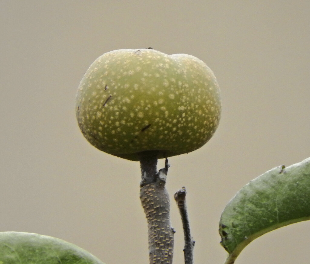秋に咲く梨の花・収穫後の小さい梨の実　４