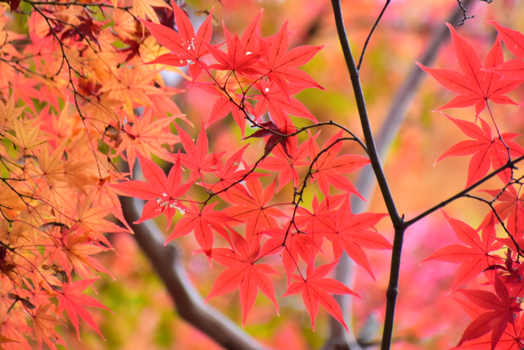 萌え盛る紅葉　１