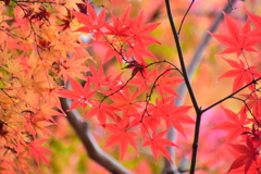 萌え盛る紅葉　１