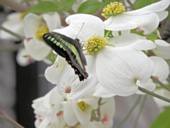 花水木にアオスジアゲハ　３