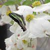 花水木にアオスジアゲハ　３