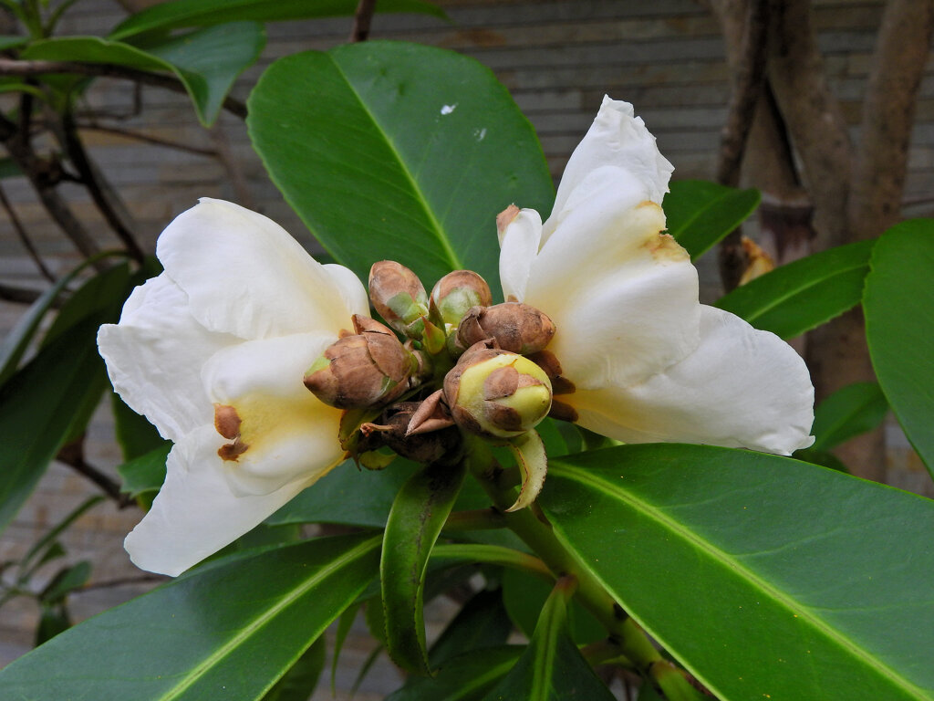 台湾椿（タイワンツバキ）１