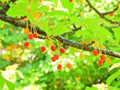 河津桜の実　５