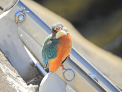 今日のカワセミ　さん　９