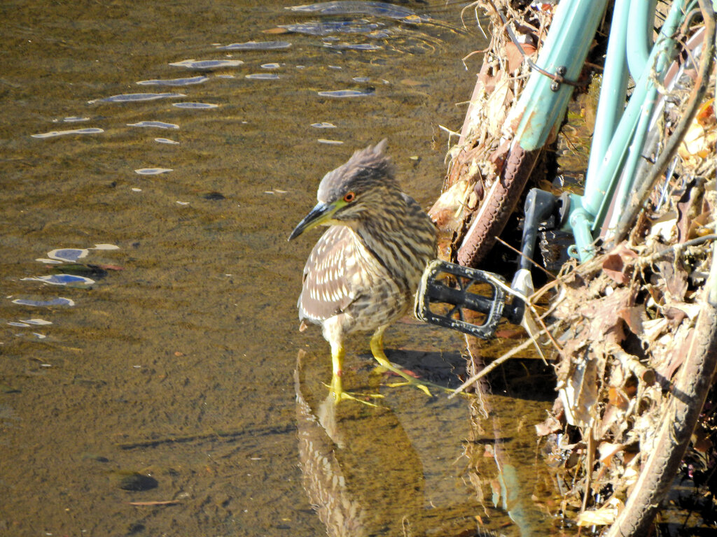 ホシゴイ（ゴイサギの幼鳥）５