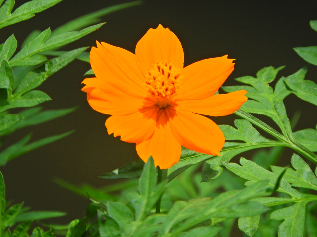 黄花コスモス　４
