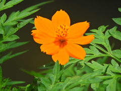 黄花コスモス　４