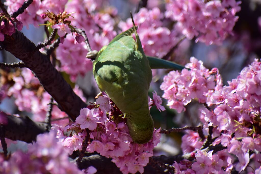 河津桜を喰い散らす　ワカケホンセイインコ　１０