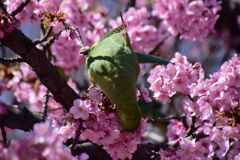 河津桜を喰い散らす　ワカケホンセイインコ　１０