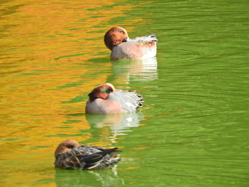 ヒドリガモ　４