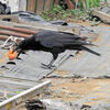 カラスが民家の柿の木から盗んで・・１