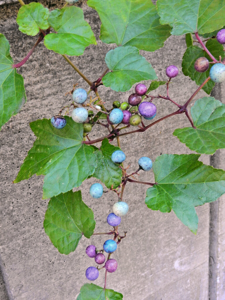 野葡萄の実　４