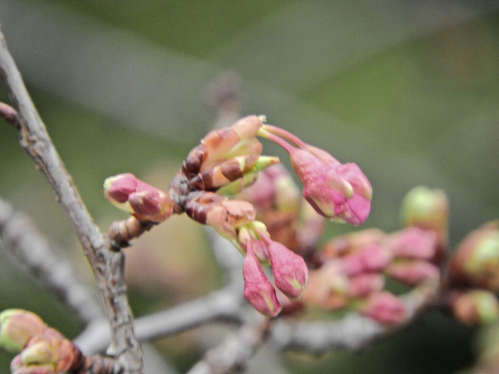 河津桜　蕾