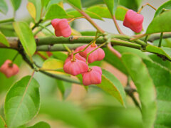 真弓 （まゆみ）２