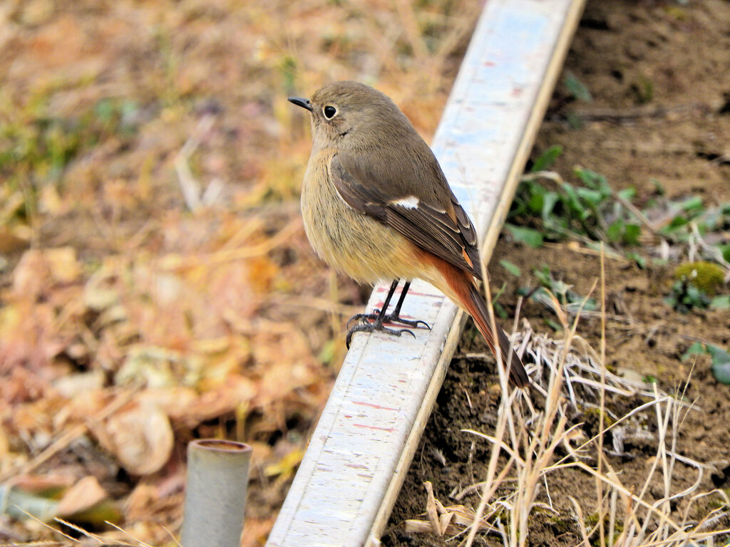 ジョビ子さんと遊んだ(∩.∩）　３