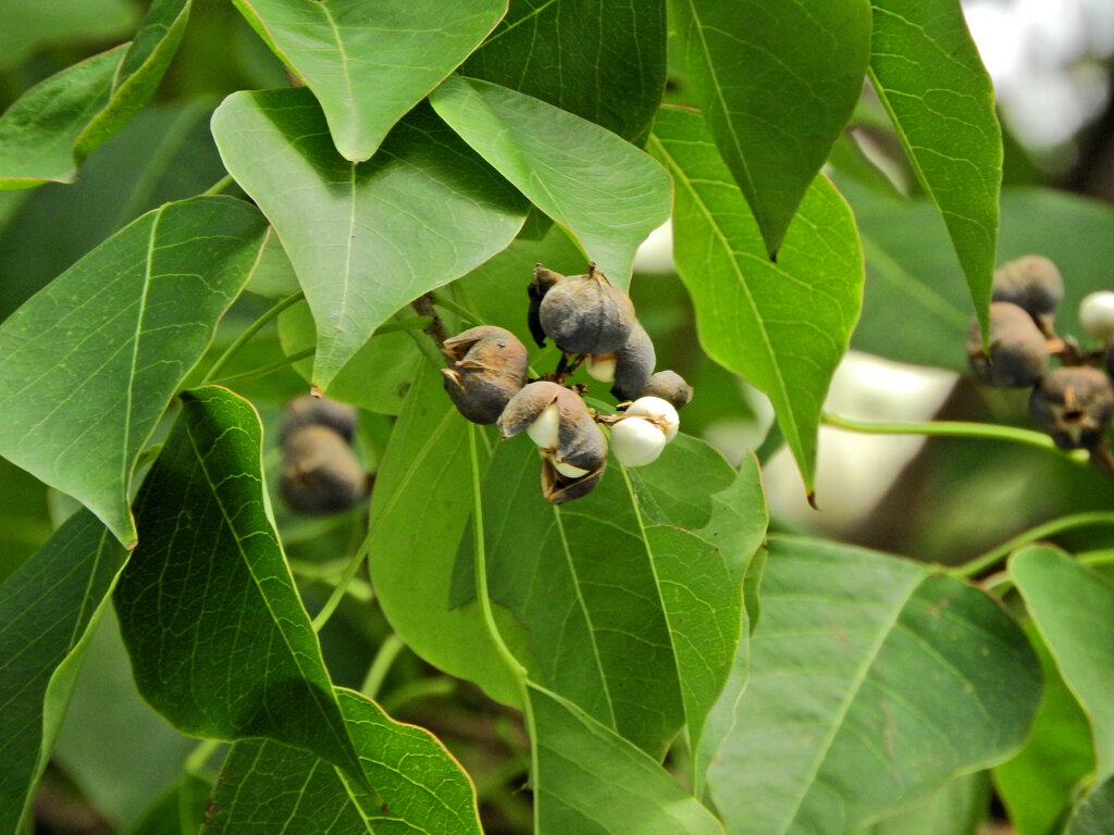 南京黄櫨 （なんきんはぜ）弾けた実　１