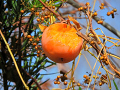 誰が喰った？　柿