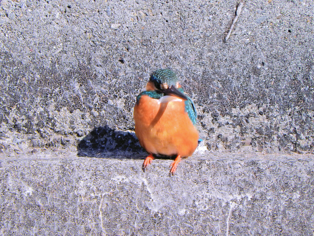 今日のカワセミ　さん　♀　４