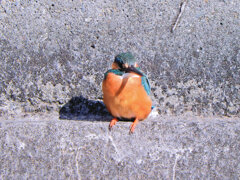 今日のカワセミ　さん　♀　４