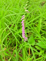 捩花　６